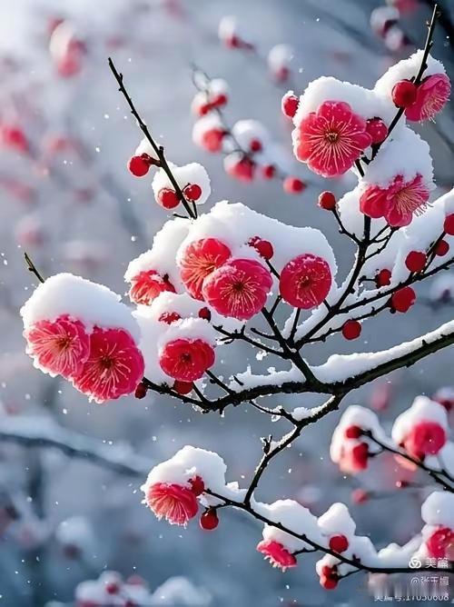 晨光刚揉开薄雾，花卉市场的春就漫了出来。玻璃花房里，绣球把紫的、蓝的、粉的梦缀满