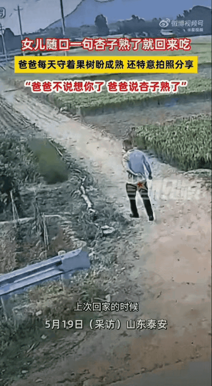 瞬间看哭！山东泰安一位姑娘回家时，随口跟父亲闲聊，说了句等杏子熟了就回家吃。这话