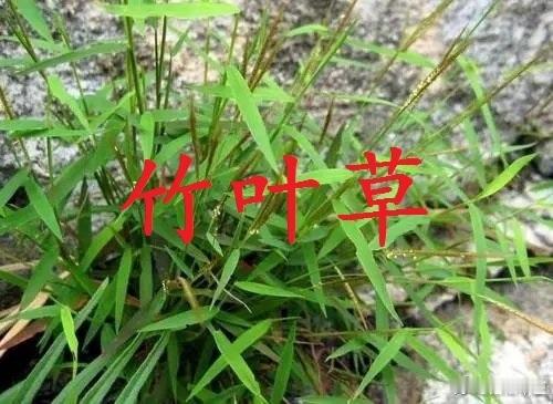 野地里的中药---“竹叶草”：别名：竹篙草、牛尾草、眉毛草、等；性味归经：甘，平