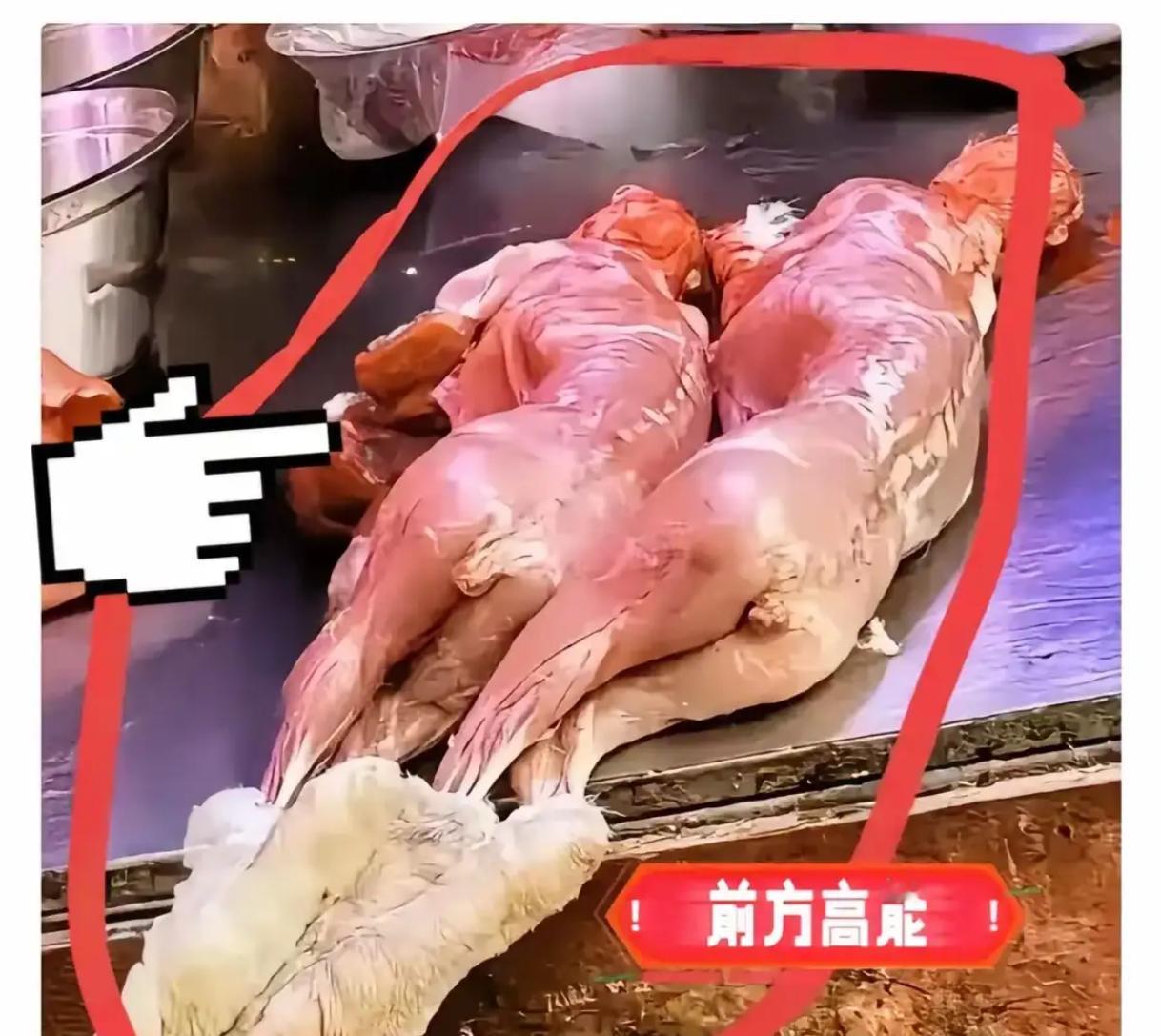 这是什么动物？​​​