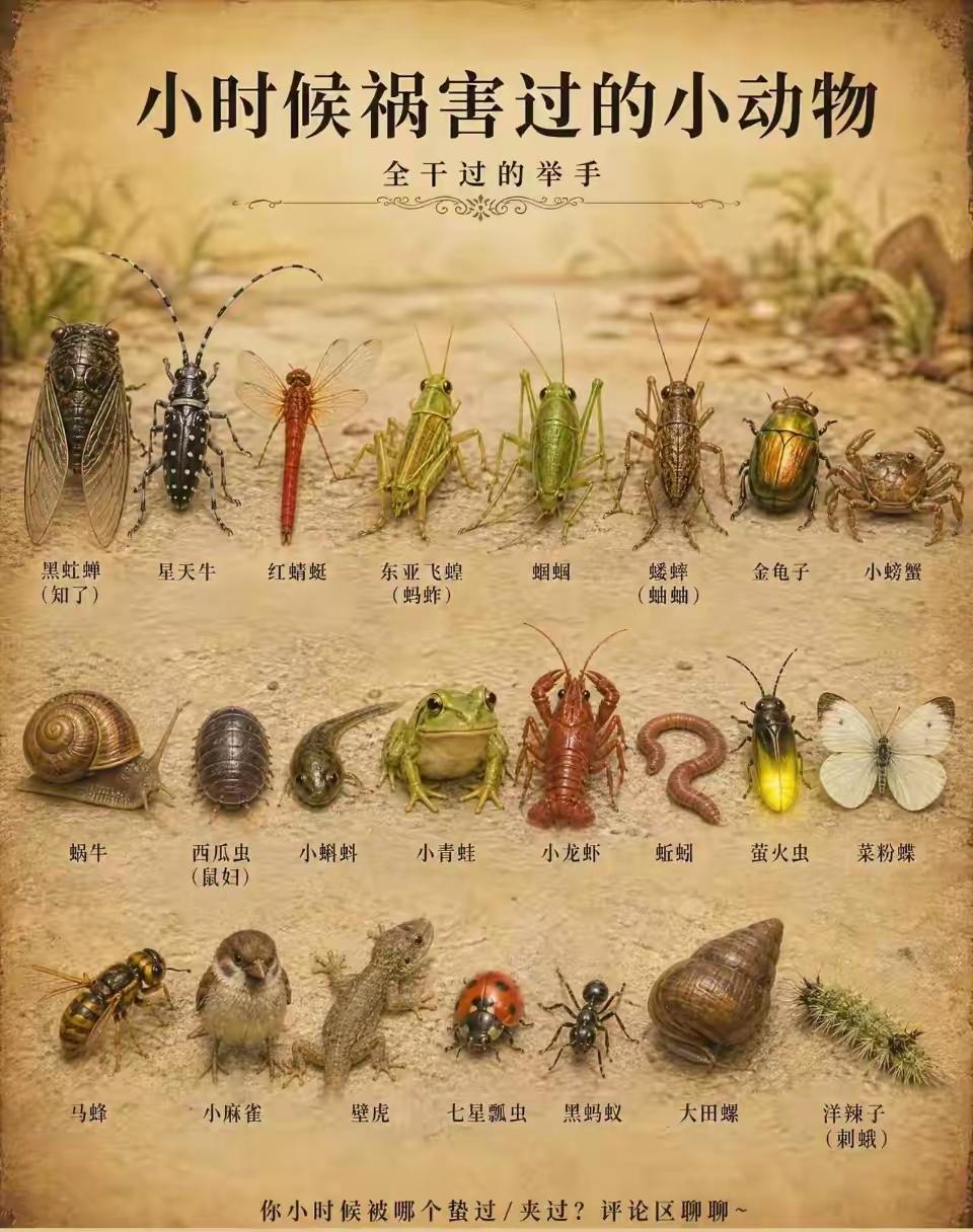 这些小动物，抓来玩过，也伤过它们，还吃过。当然，也被这些小动物伤过，如马峰，小时
