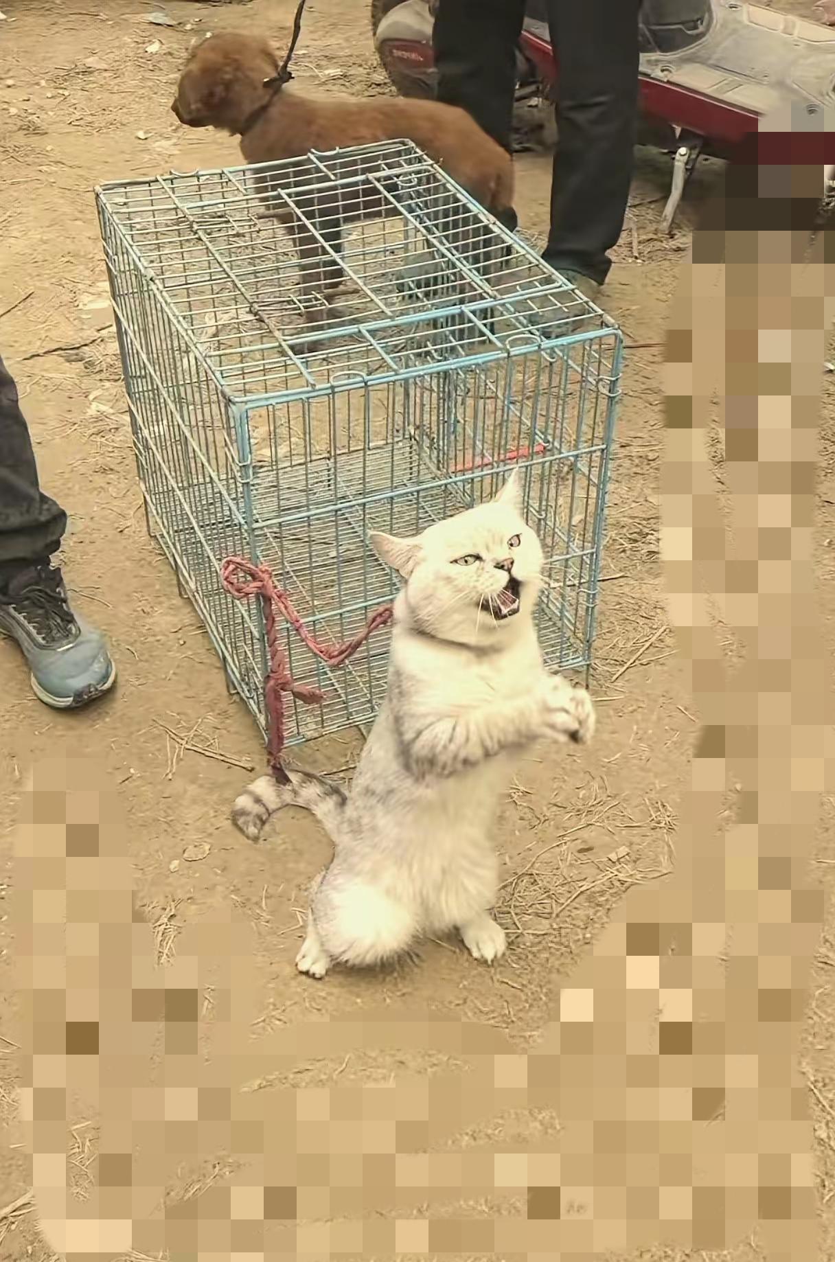 猫咪作揖求领养：别让“养不起”成为抛弃的遮羞布大清早的宠物