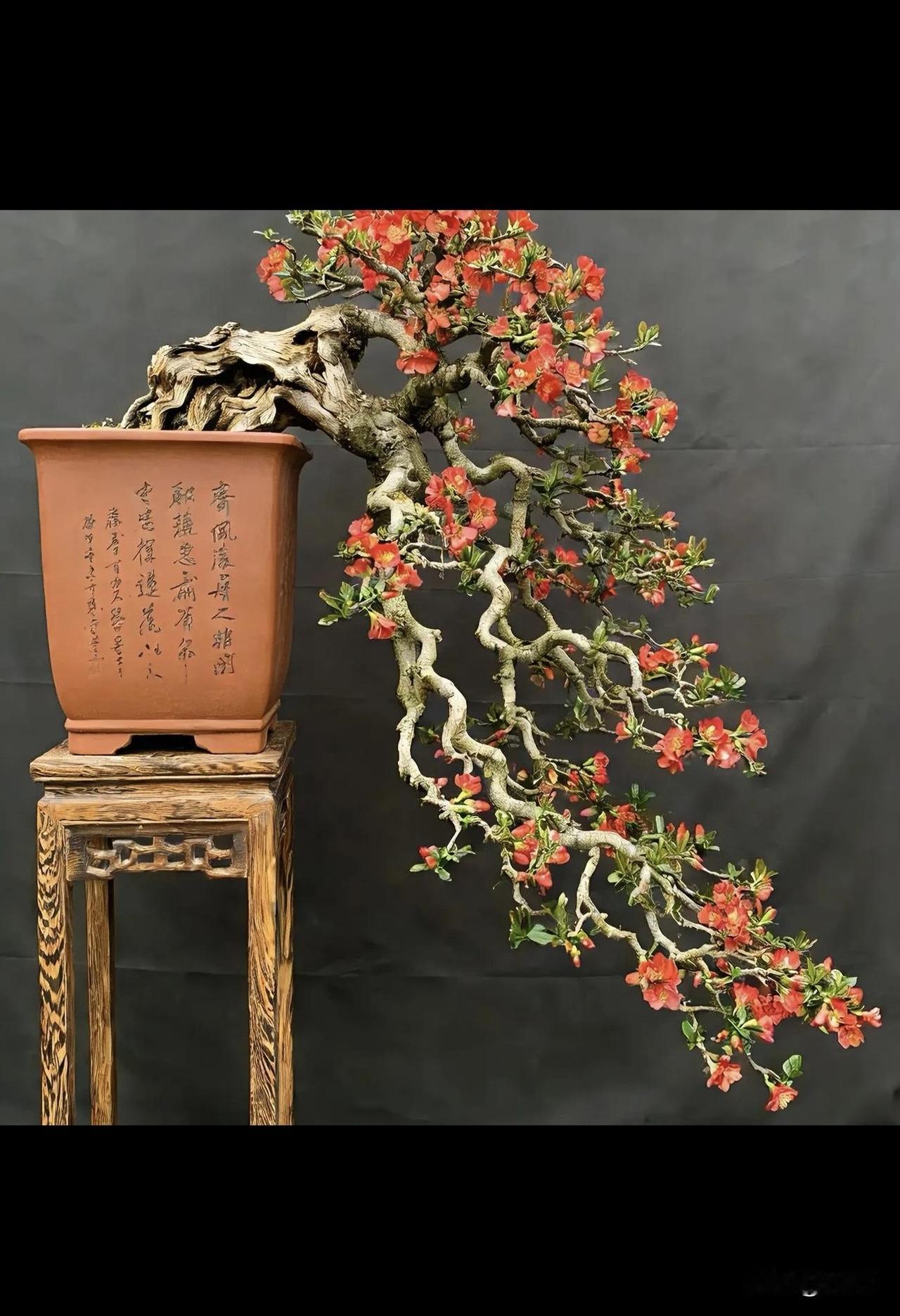 巧夺天工，惟妙惟肖，顶级审美，大师杰作这盆景绝了[赞][赞][赞]