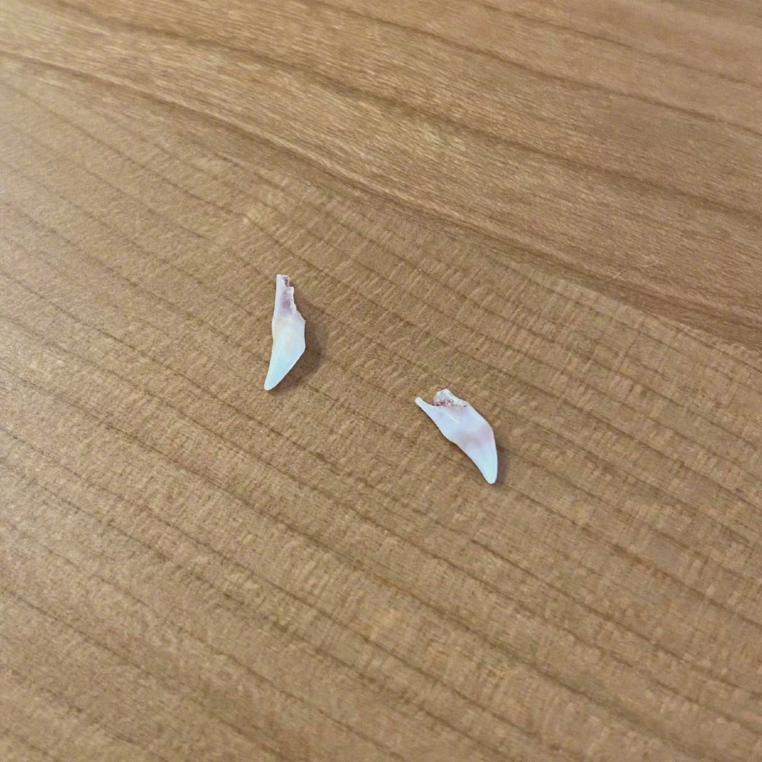 捡到了小猫咪脱落的小乳牙！！！
