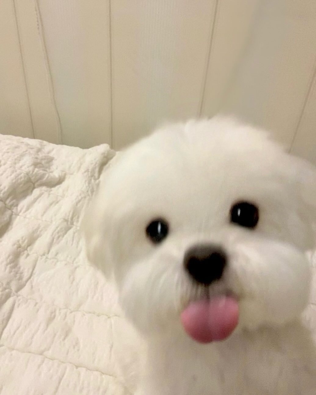 通知：小狗发自拍了​​​