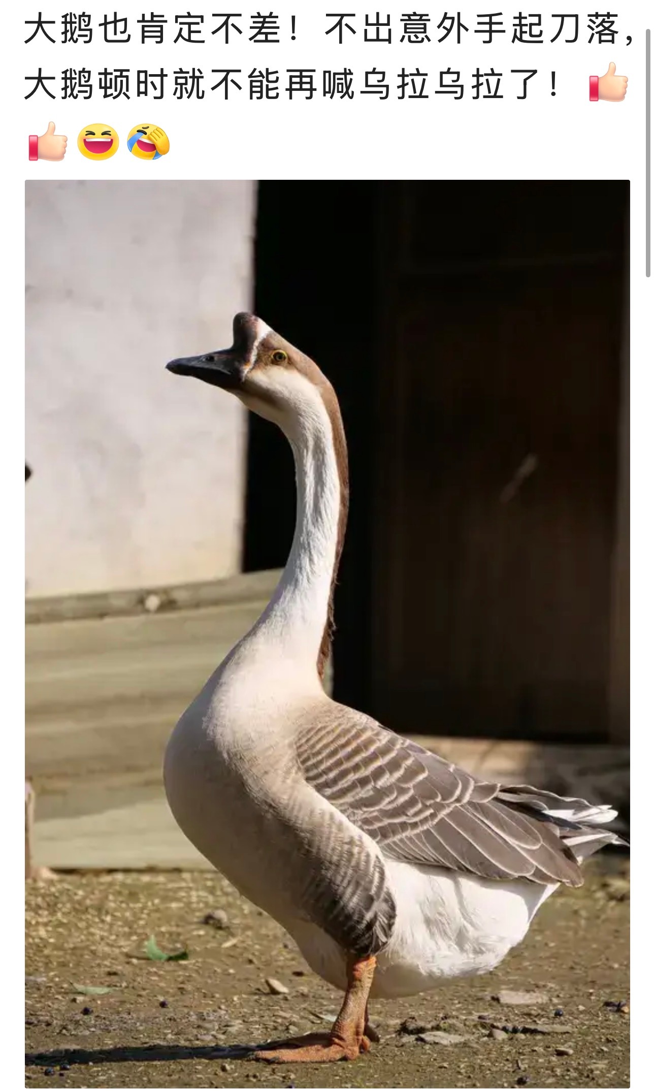 大鹅天天在被割肉，难受啊…😣乌克兰特种部队在临时占领的克里米亚领土上发动了新的