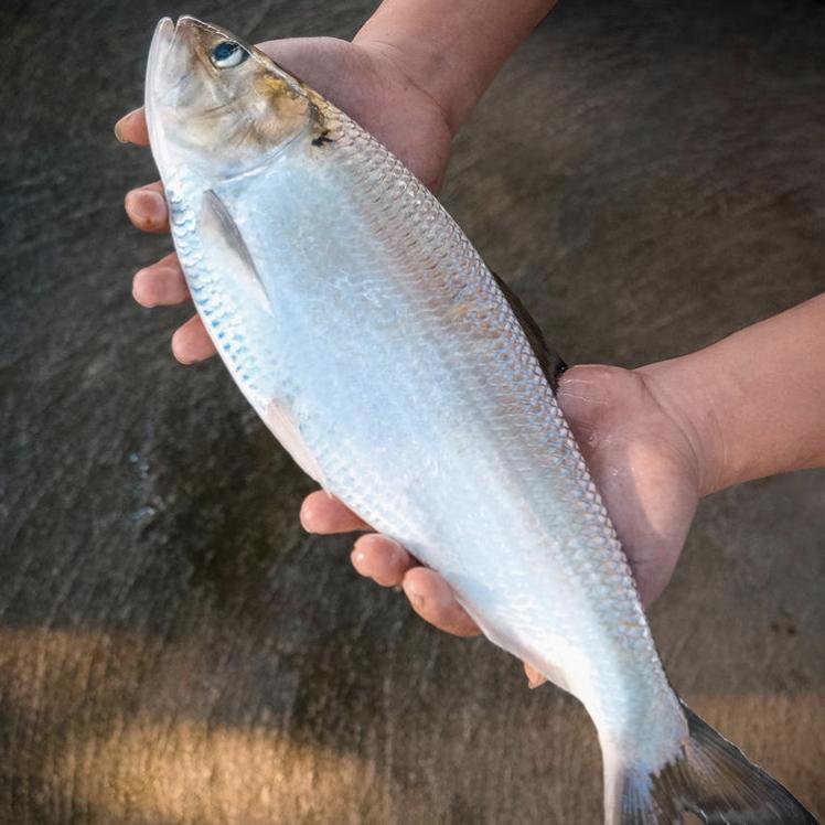 假如在野外钓到这种鱼能吃吗？答案只有一个字：不能！不能！还是不能！如果吃