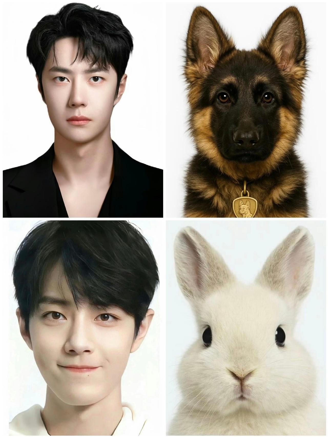 🐶🐰​​​
