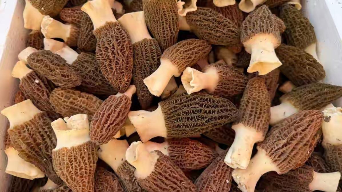 🔥⚡昆明羊肚菌价格大崩盘！旺季来袭价格砍半，真香时刻到！人工羊肚菌批量上市，
