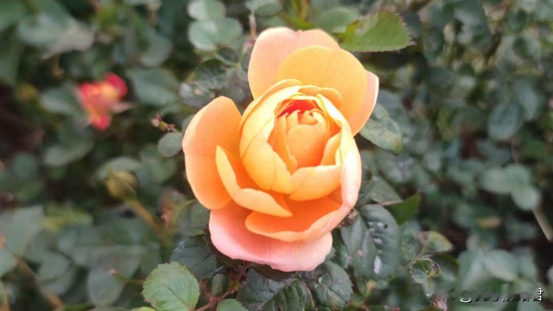 借了9.9万给女友彩礼，因为女友不同意妈妈住到新房里，男子果断退婚，这样的男人适