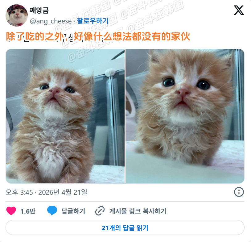 因为肚子胀气很严重还拉肚子，怀疑有寄生虫去了医院的小奶猫，结果...海外新鲜事