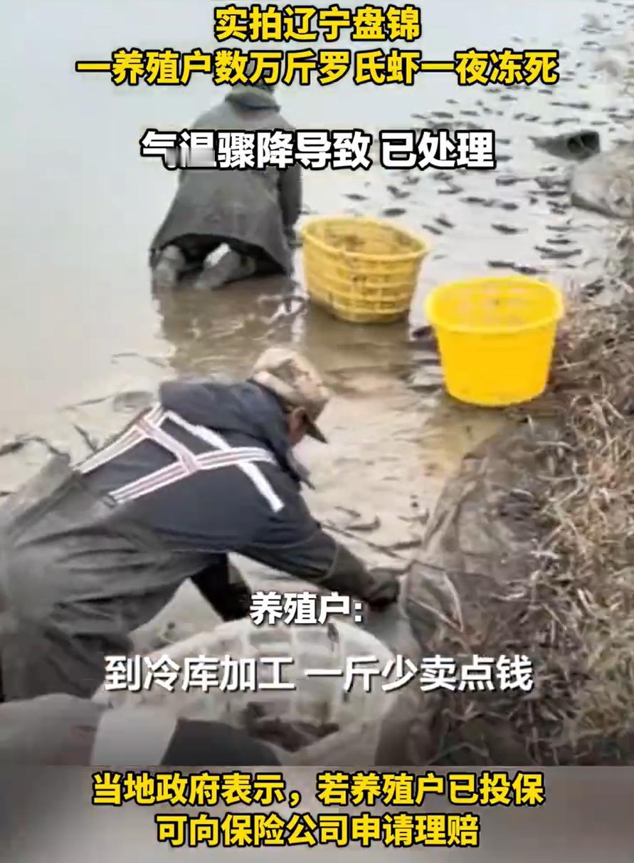 心疼！辽宁盘锦，一男子养殖了好几百亩的罗氏虾，没想到，由于最近气温骤降，还没来得