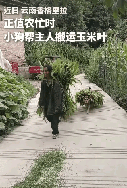 云南香格里拉这几只干活的小狗火上人民日报，看着实在治愈。农忙时节