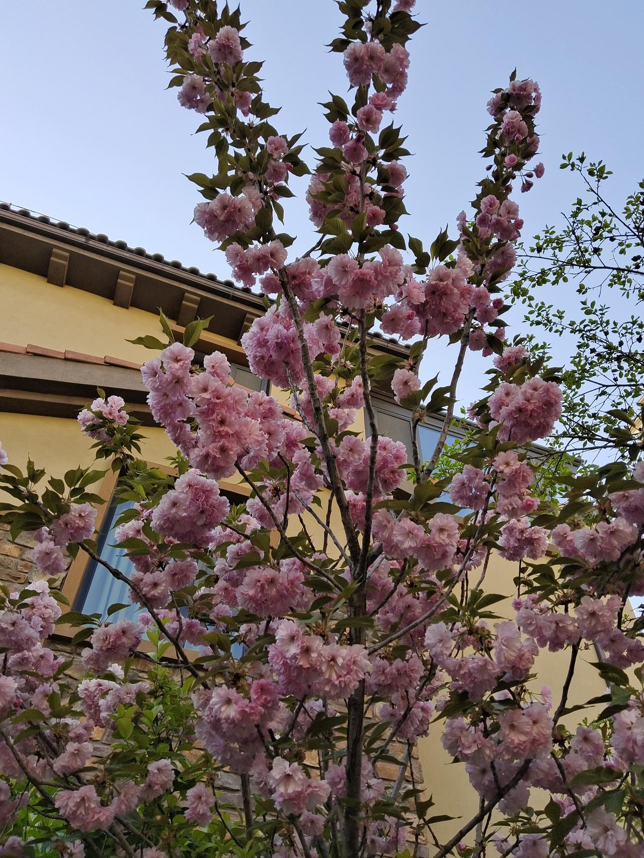 傍晚的时候，我和雇主大姐散步回来，看天还不太黑，就在院子里坐了一会儿。大姐说