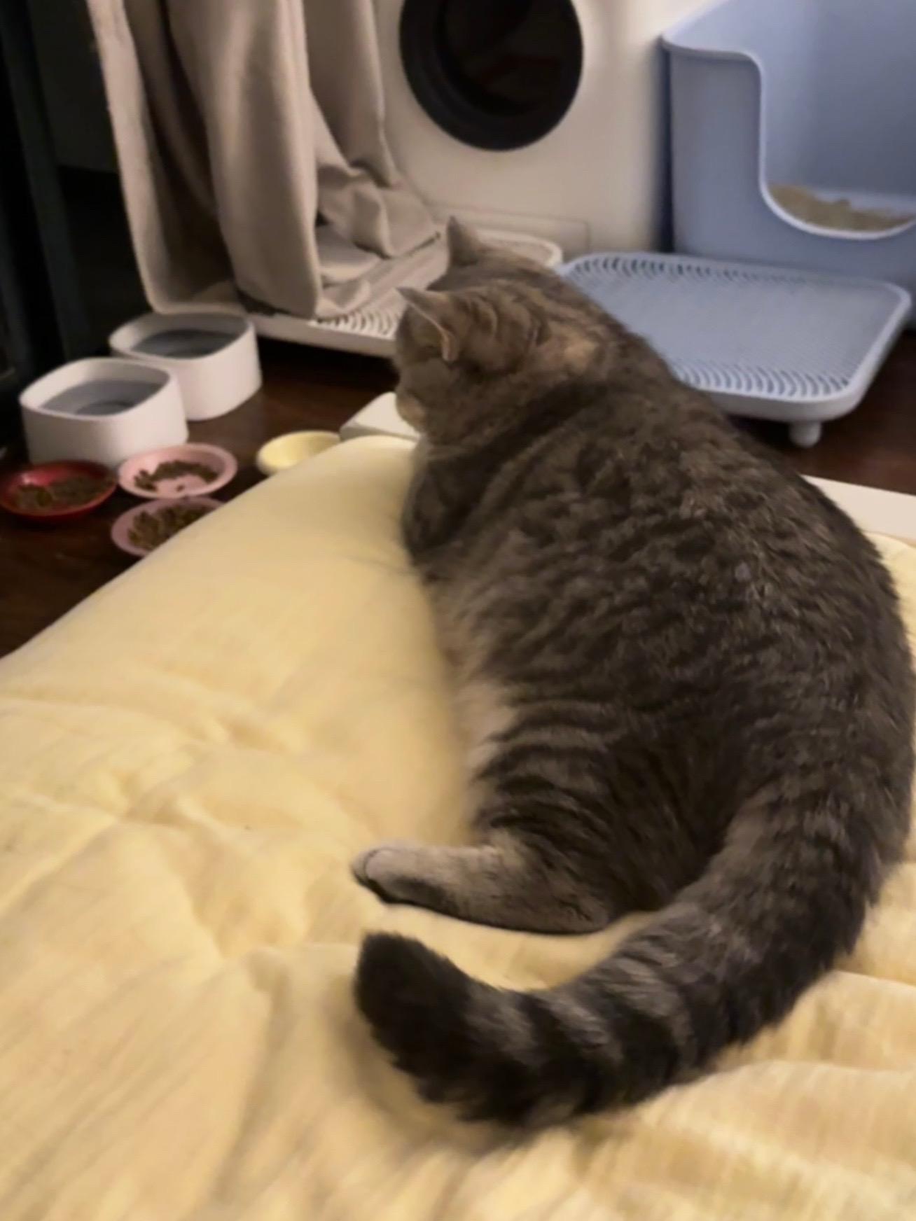 都说猪油蒙了心 我这厚厚的伪装能撑到谢幕吗