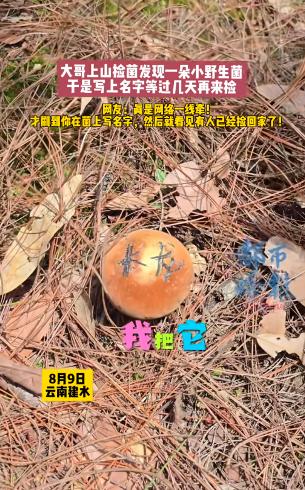 笑不活了！云南建水，男子捡菌子时，发现一颗菌子还有点小摘了怪可惜的，又担心别人捡