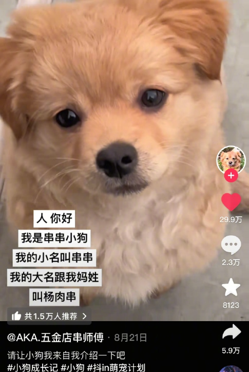 宠物名字背后的含义能有多萌​​​