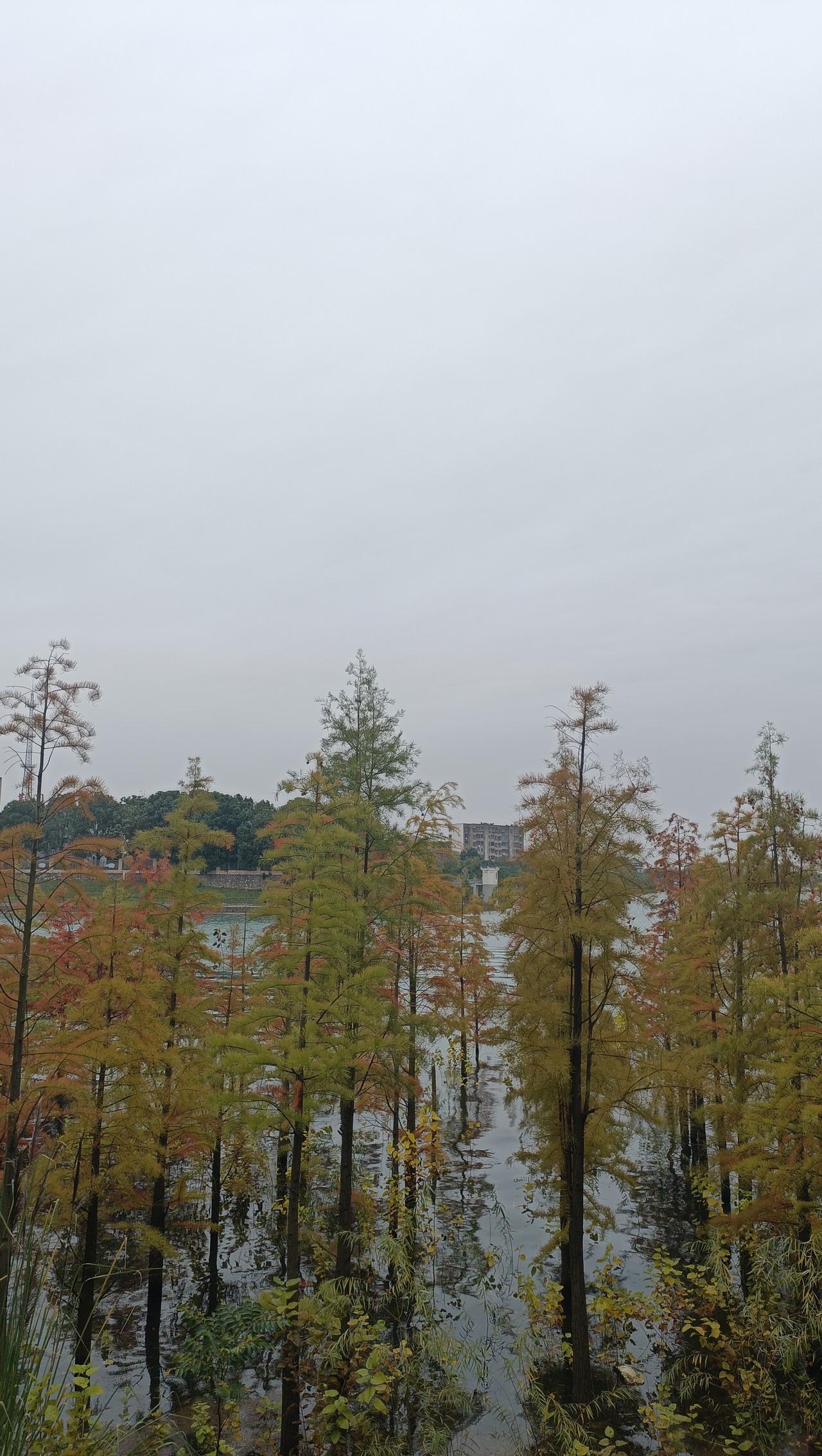 初冬的漳河，水是清澈的，没有落霞与孤鹜齐飞，秋水共长天一色有的只是阵阵北风的