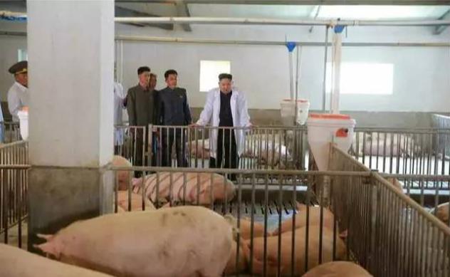 朝鲜人很少吃猪肉。不是朝鲜人不想吃或少吃猪肉，而是对于绝大多数普通民众来说，猪肉