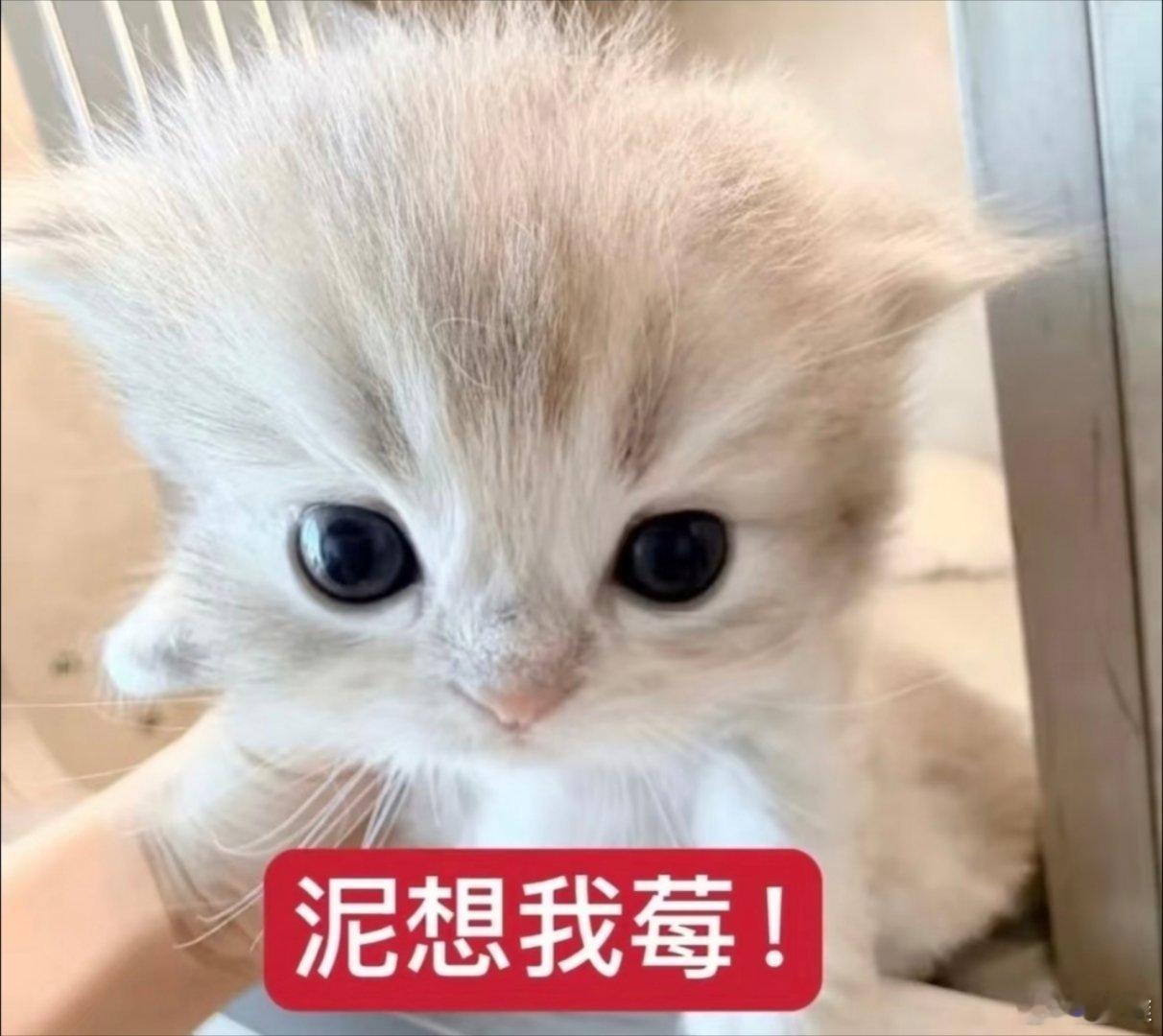 搞笑表情包。​​​
