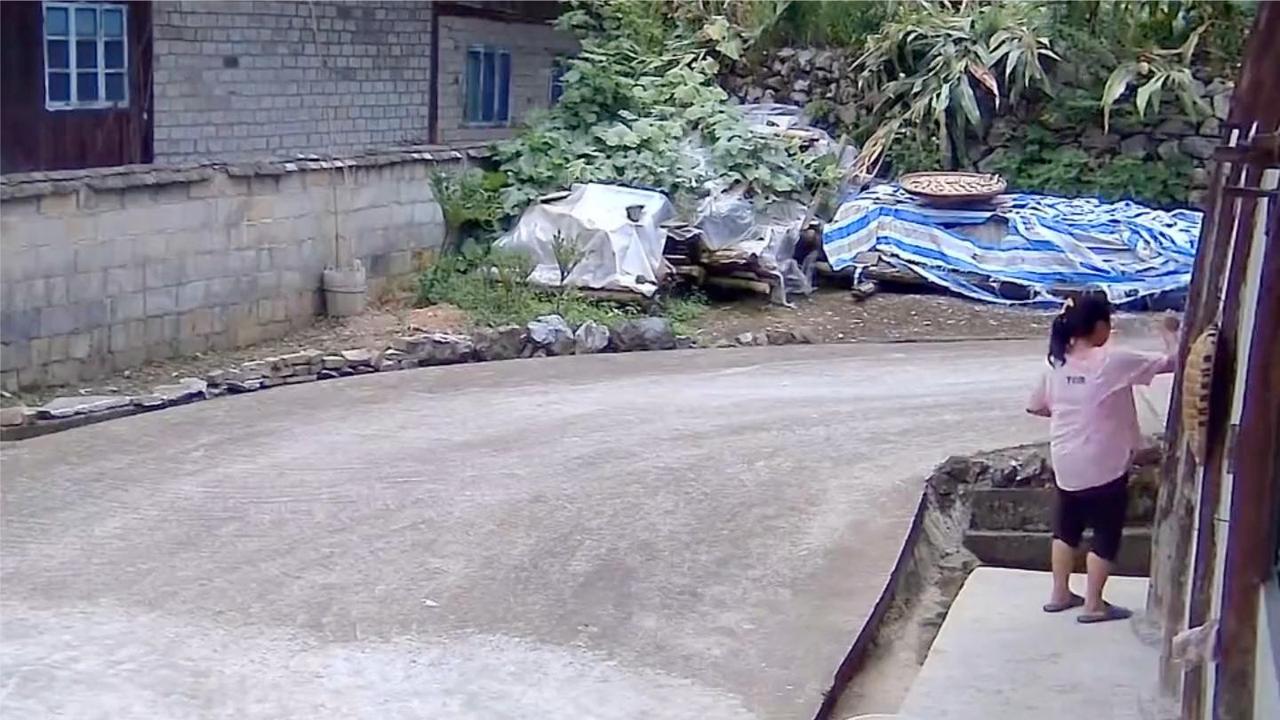 贵州农村突发！果子狸竟主动攻击人类 惊险视频曝光