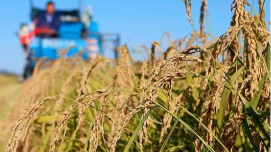 🌞总有人说海水稻不好吃，废话，那玩意儿压根就不是给你当饭吃的，它就不是跟五