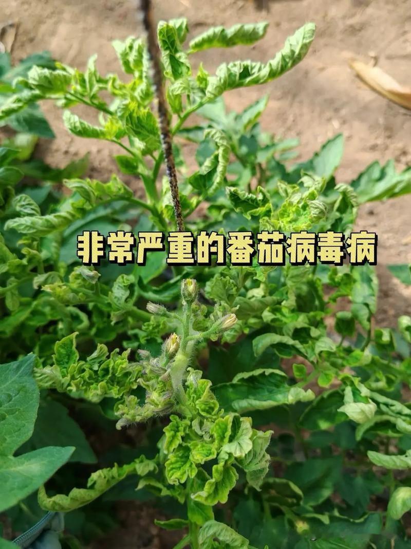 一分钟分清番茄卷叶病：病毒还是土传病害，看这两点就够种番茄遇到卷叶，先别愁！