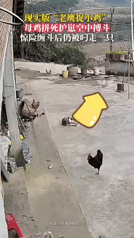 鸡妈妈硬刚老鹰护崽！这一幕看得人鼻酸!重庆村民家院子里，老鹰突然俯冲抓