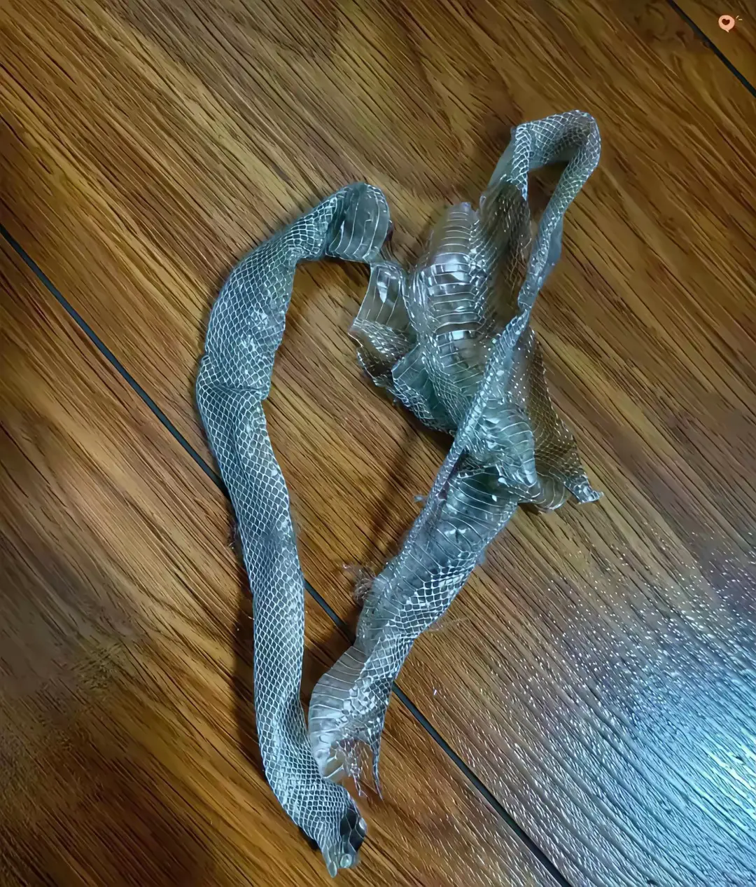 回到家里看到的，这是什么东西？