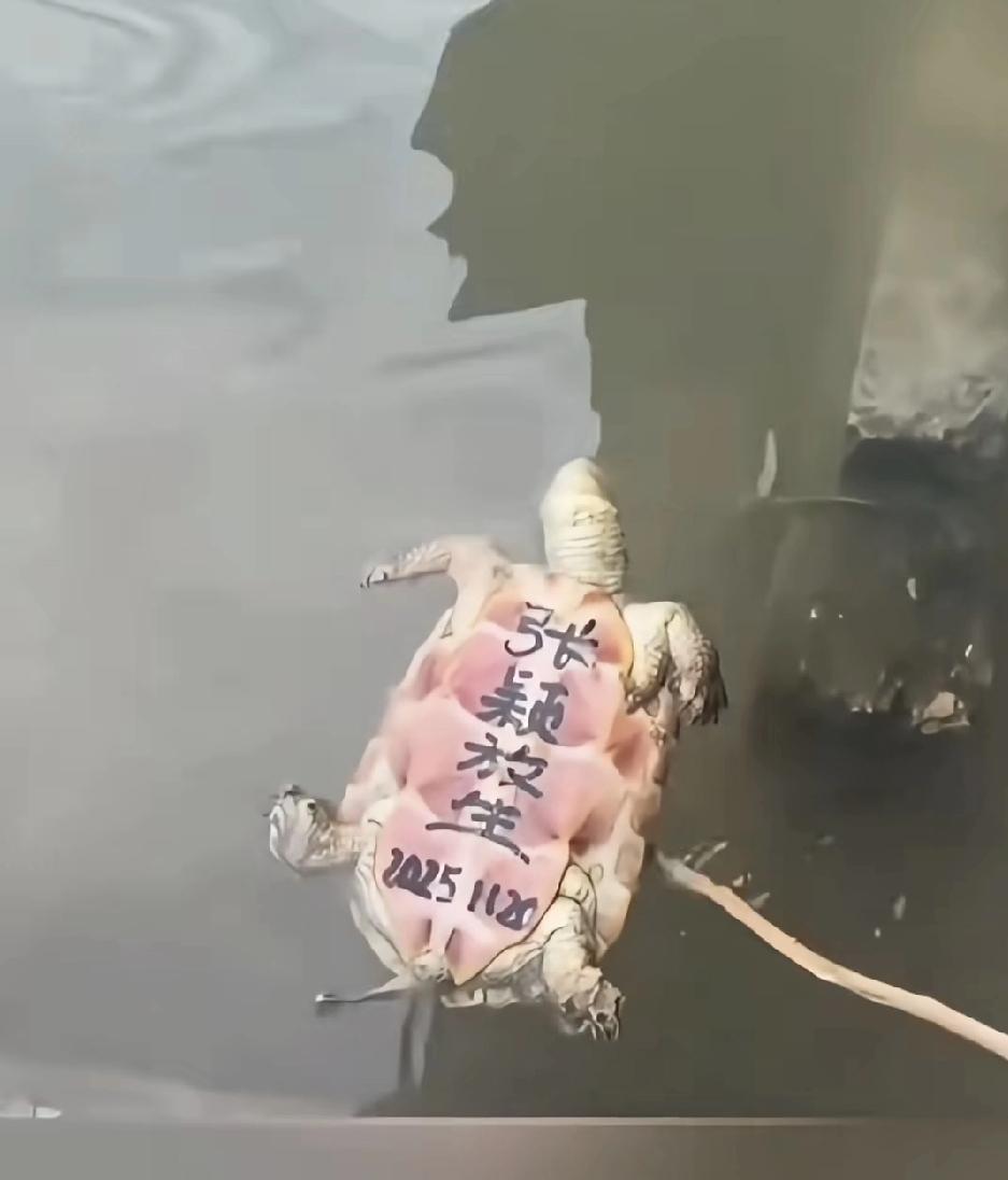 冬天放生乌龟，咋想的？！想做好事，也是在春暖花开，找个水浅适合乌龟生存的环境放