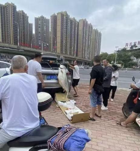 广西贵港，一男子钓鱼钓到了一条上百斤重的大鱼你估他咋做呢直接挂就在车尾！不