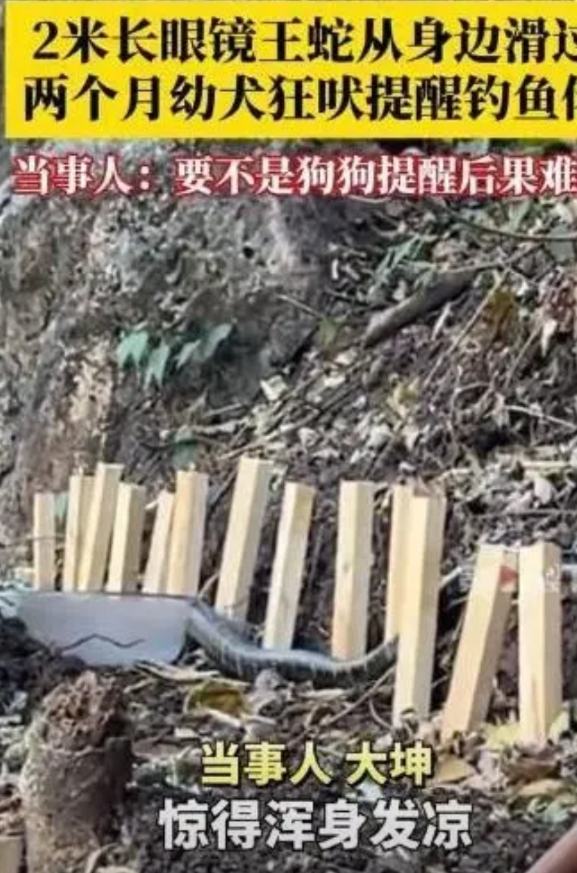 “立大功了！”4月21日，贵州一男子在河边钓鱼，一条2米长的眼镜王蛇悄咪咪从