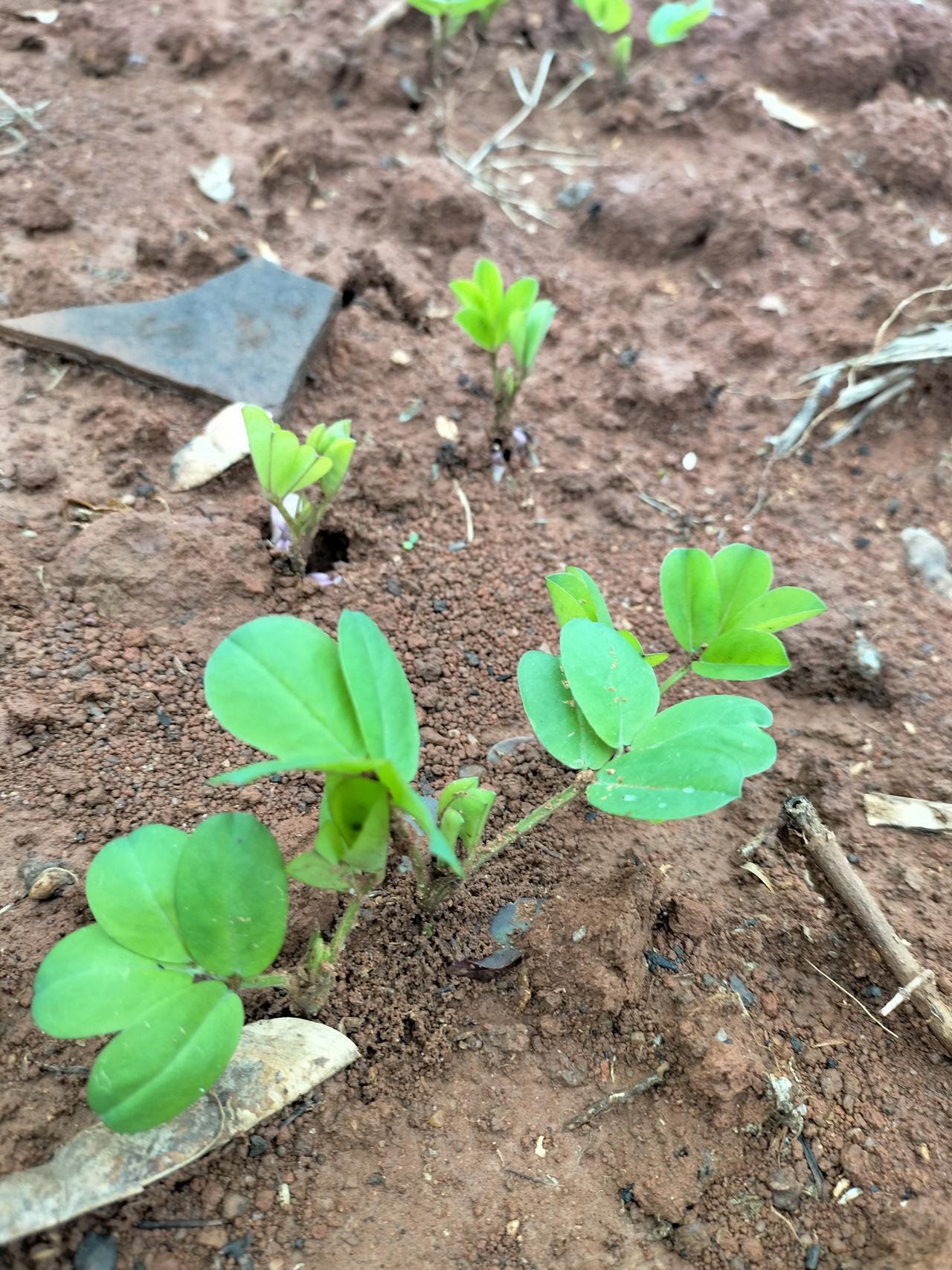 花生秧种的太密了吧，没有空隙，这样种花生可以吗？哇！看这一望无际的花生啊，不用我