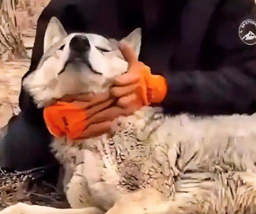 内蒙古一头野狼，干了件颠覆整个狼族认知的事。它怀孕了，肚子大得快拖到地上，眼看就