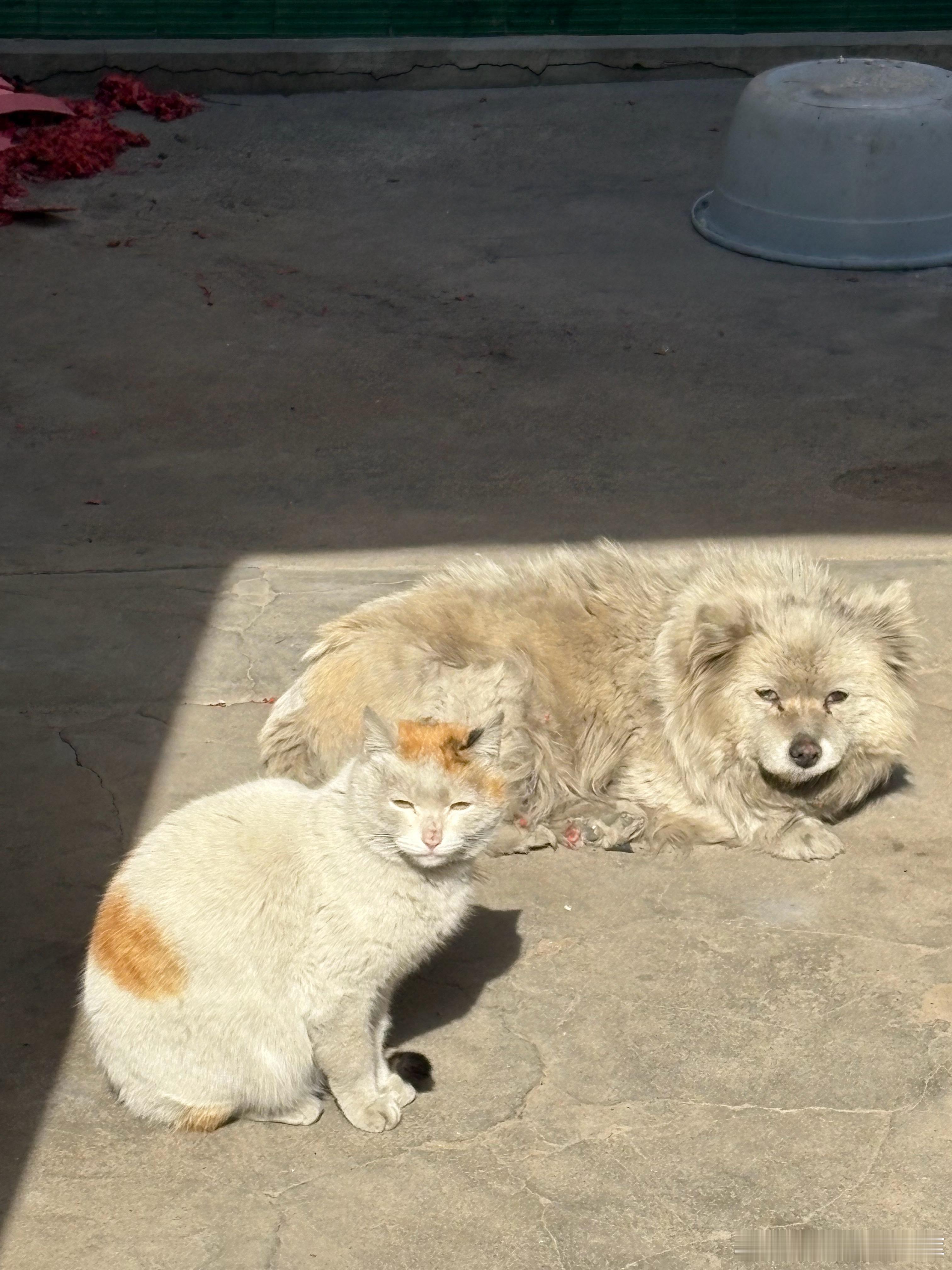 带肥美小猫返乡找她妈妈结果没遇到咪的妈妈是村里一霸具体可见图三一看就是狠角色济