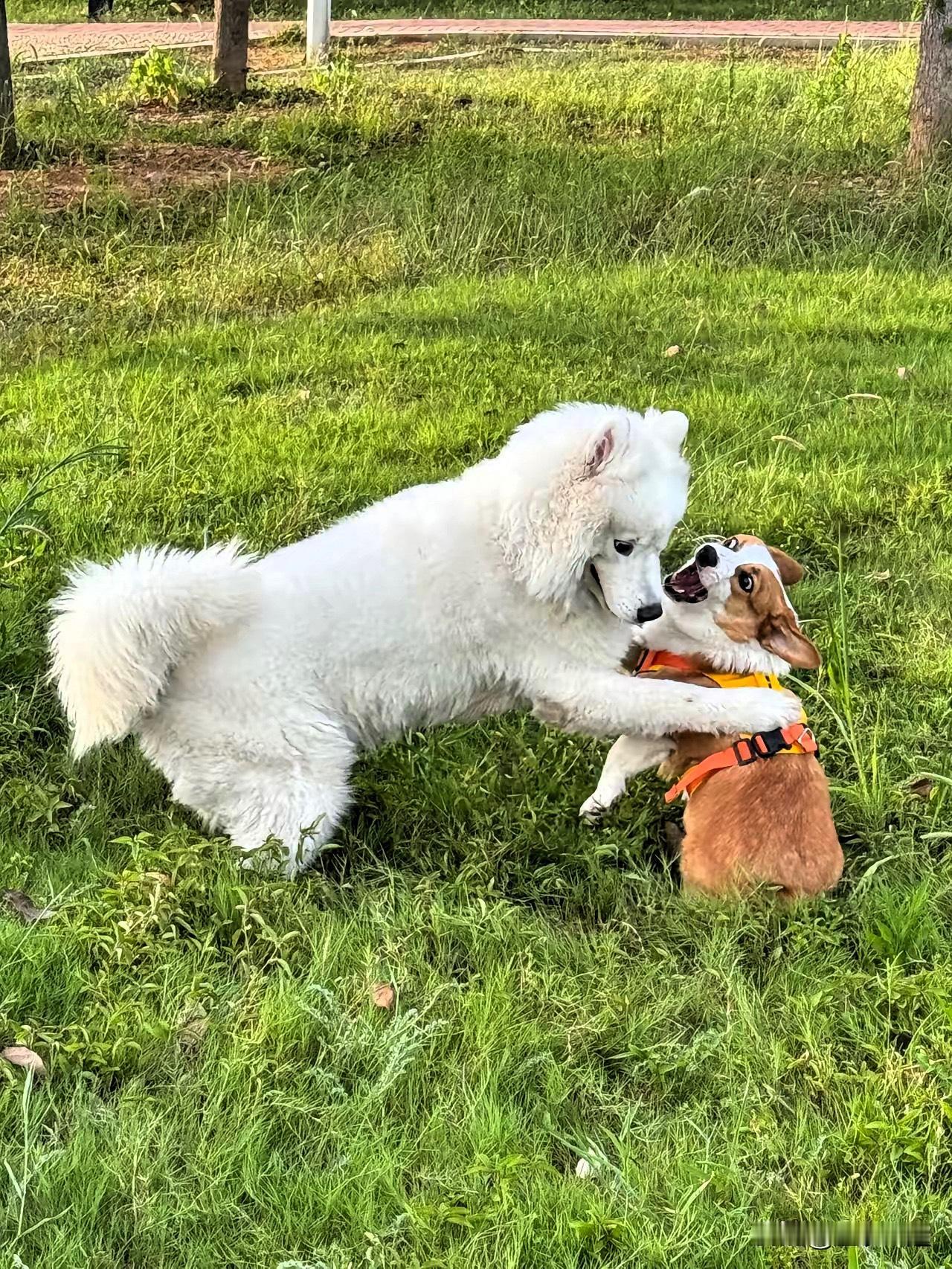 气氛最近有点诡异。一起在北京闹得不小的“毒狗案”，把大家心头的矛盾全挑出来了。你
