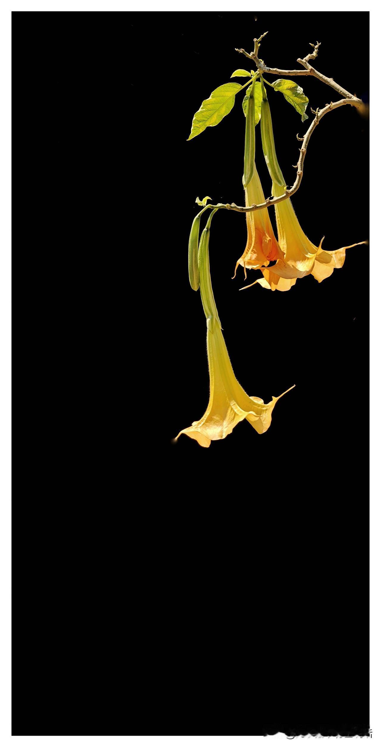 人口问题法律制度建设，已迫在眉睫。多数发达国家都出现少子化，东亚圈内的后发国家更