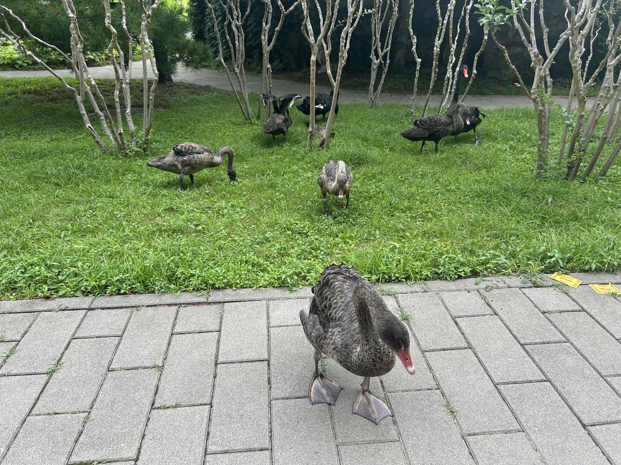 草坪与步道之间，一群黑天鹅自在休憩漫步。成年黑天鹅羽毛乌黑油亮，鲜红的喙格外醒目