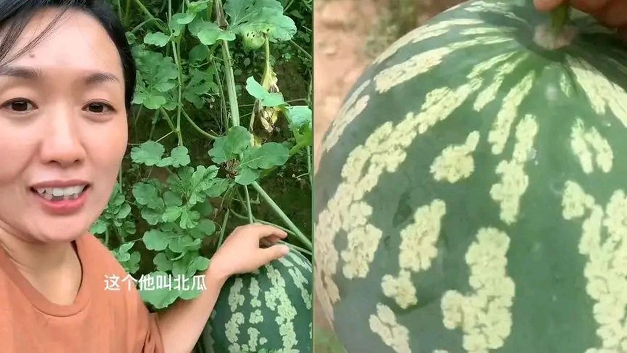 有北瓜，长得像西瓜但不能生吃只能炒菜！