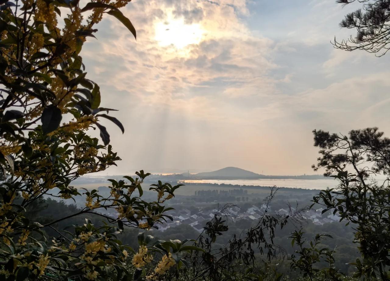 光福古镇📍桂花树间穿行花香闻得饱饱漫山遍野桂花香，不去爬个山...合适吗？