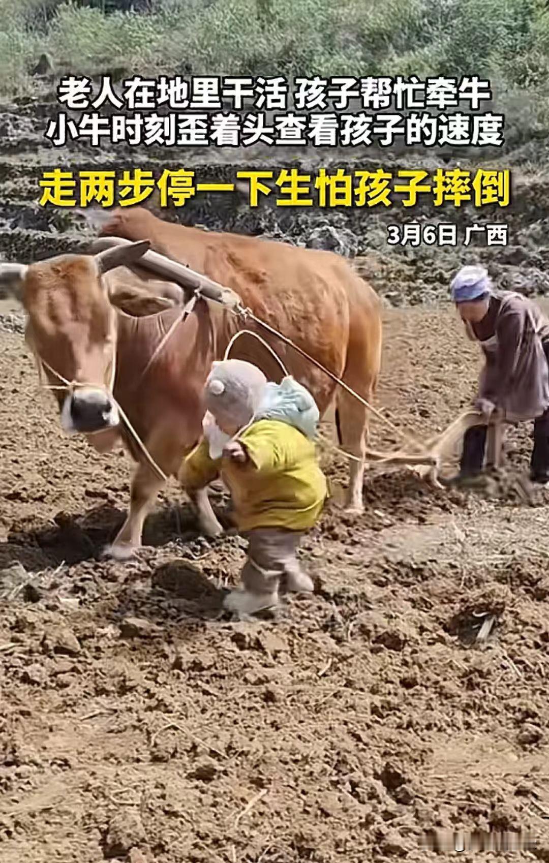 ☔3月6日，广西农田里七旬老农身后拖着犁耙，前头三岁萌娃攥着牛绳当