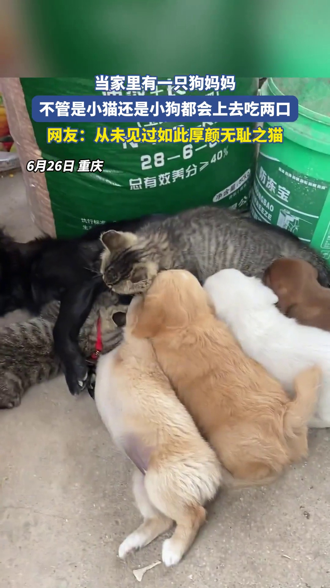 当家里有一只狗妈妈，不管是小猫还是小狗都会上去吃两口