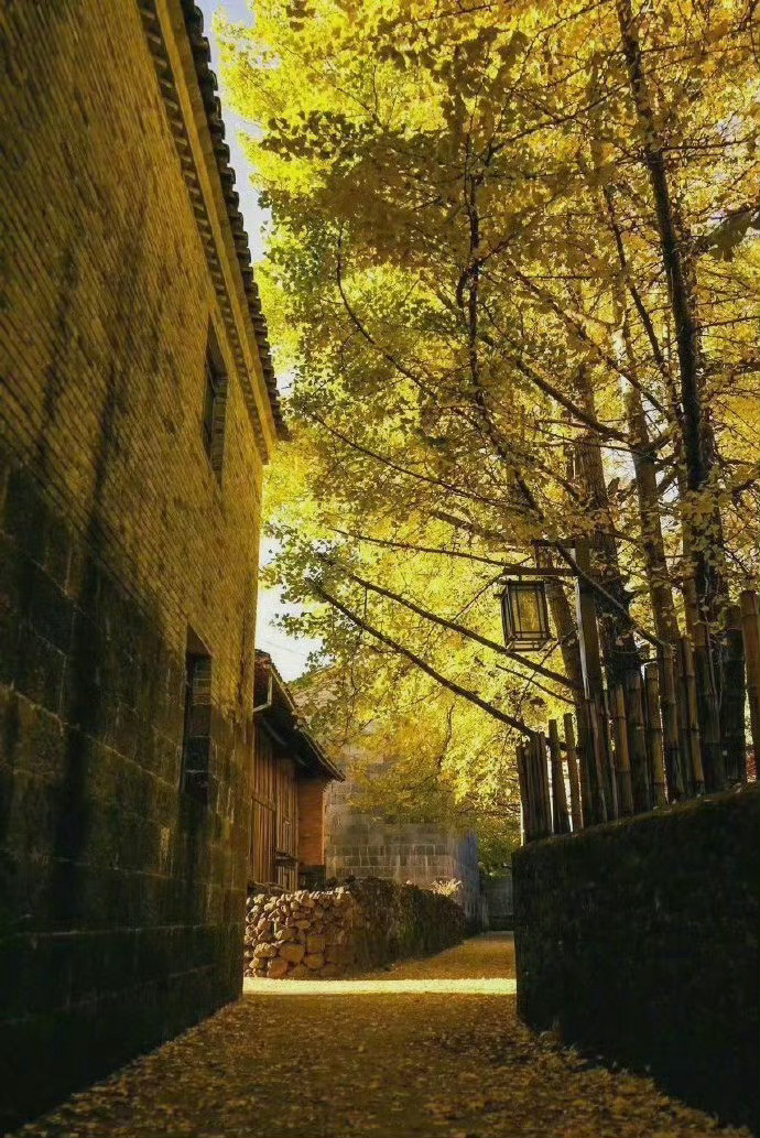 云南腾冲的银杏村，藏着那里最迷人的秋天