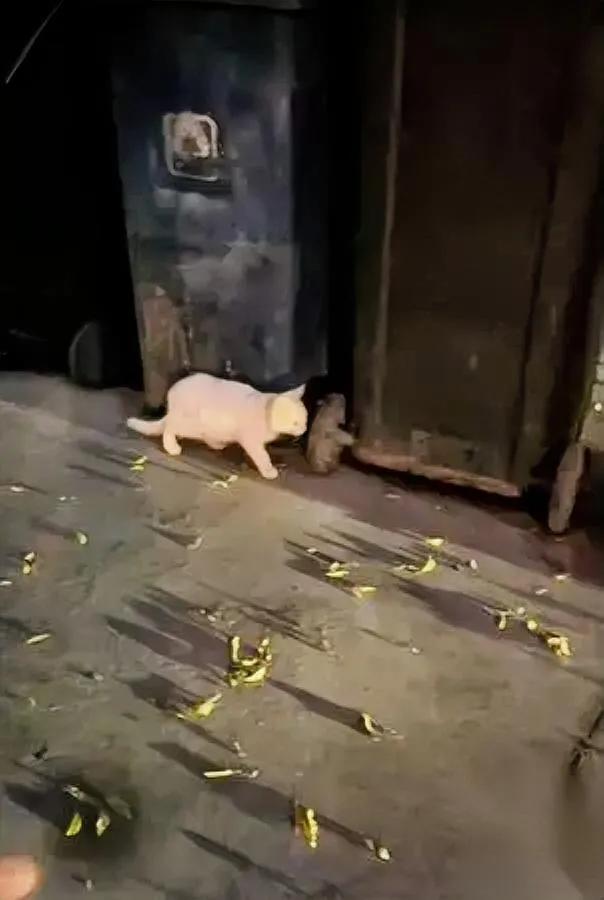 丢掉的旧抓板，竟成了它的全世界。山西小哥把破猫抓板扔垃圾场，隔天一早，一只白