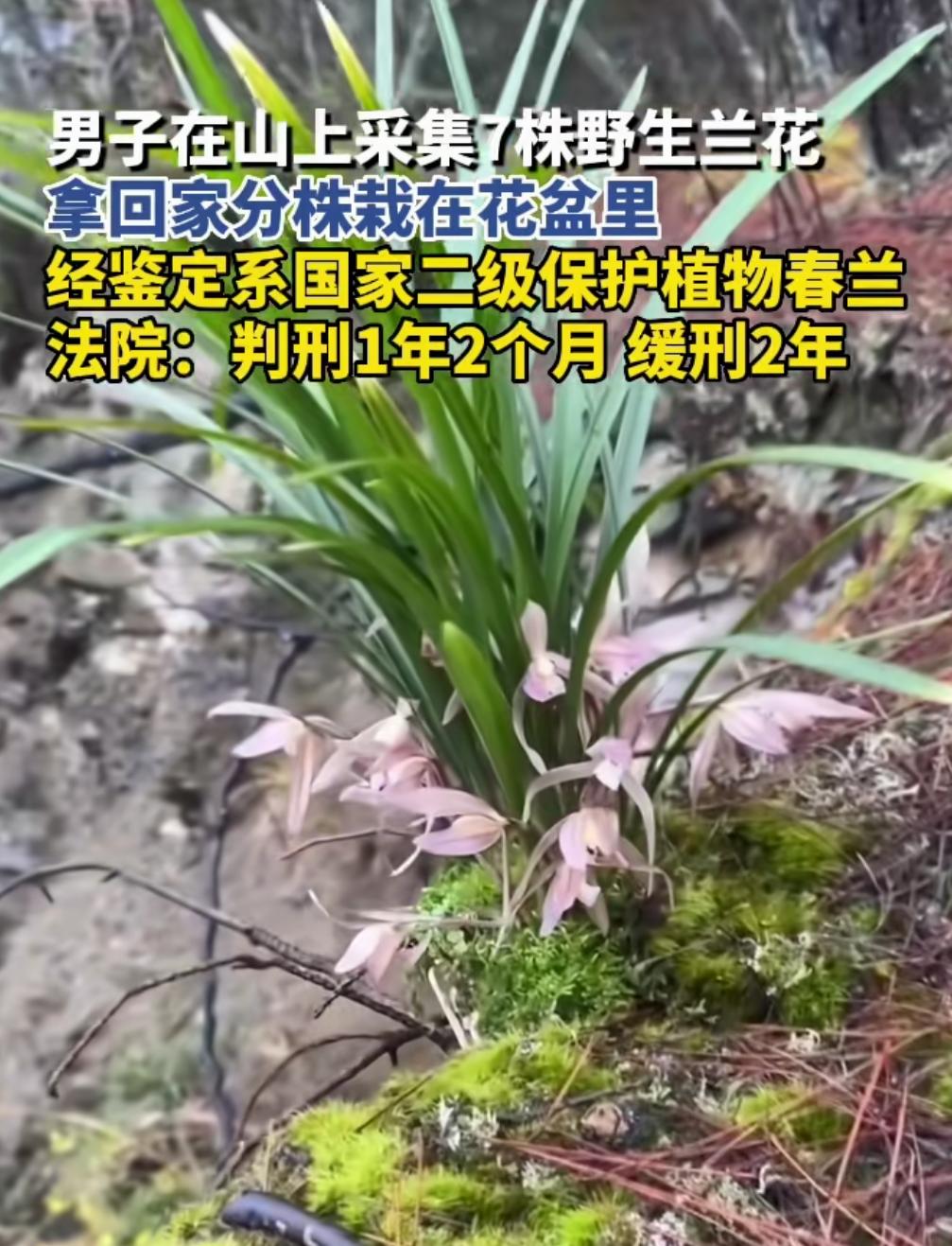完了!经典歌曲《兰花草》要被毁:“我从山中来,带着兰花草,种在小院中,希望花开早