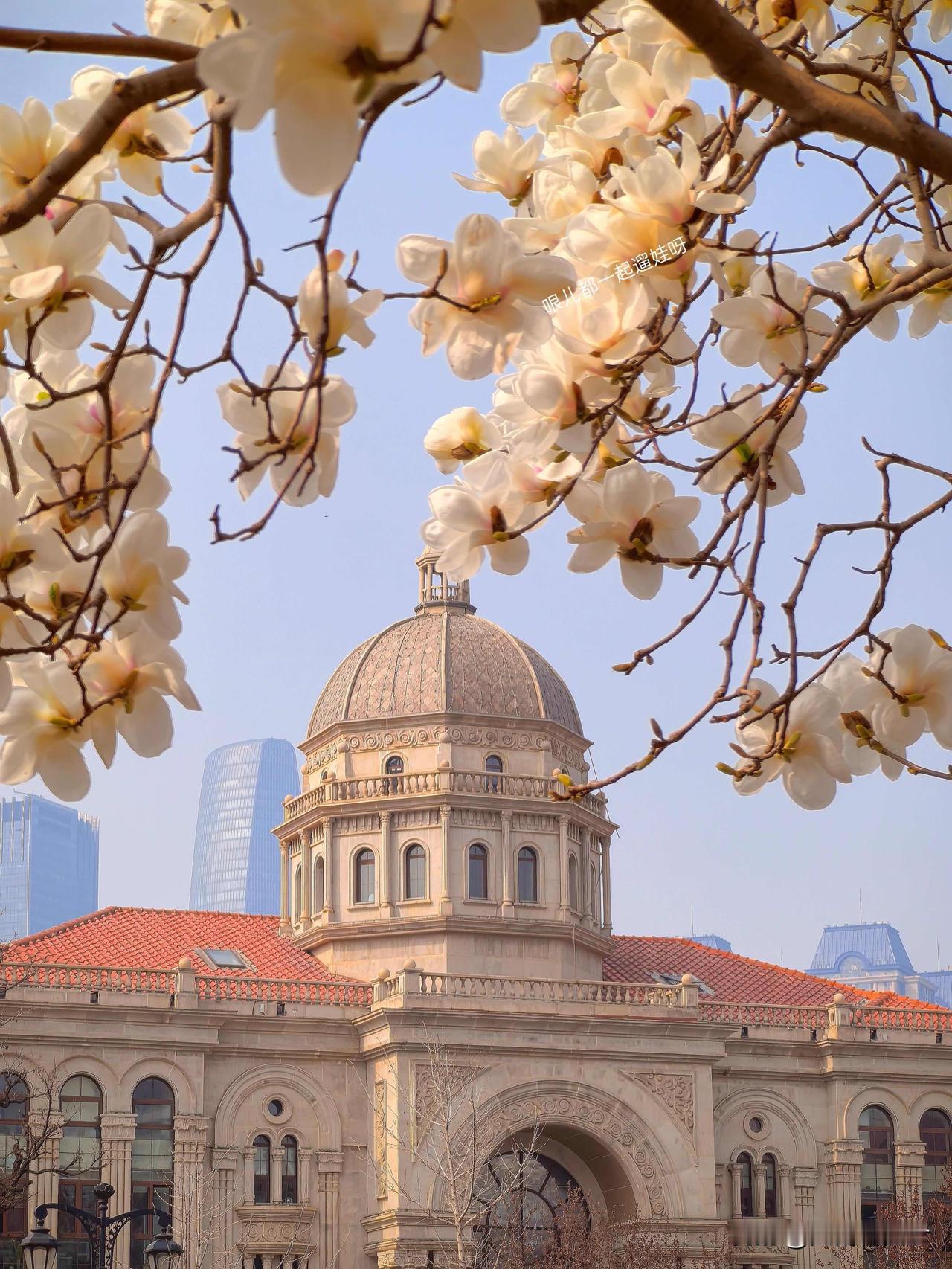 天津五大道｜春日花事全攻略洋楼间的繁花路线超全整理三月的五大道，是被繁花包
