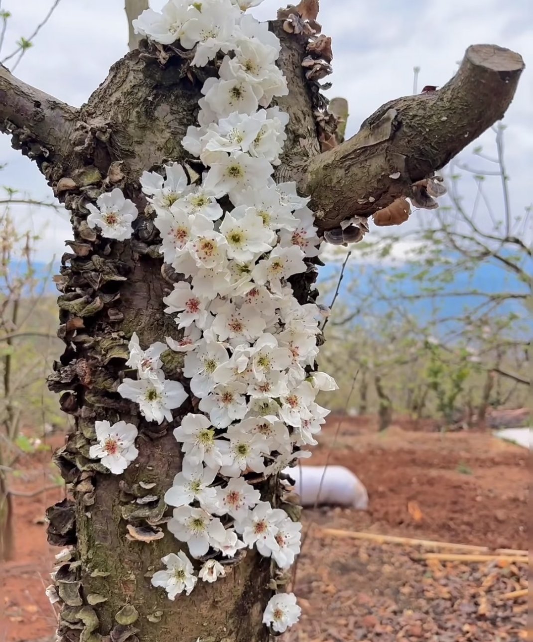 应激性开花说一个冷知识。一棵树受到巨大创伤，比如被砍伐过，树干就会“应激性开花”