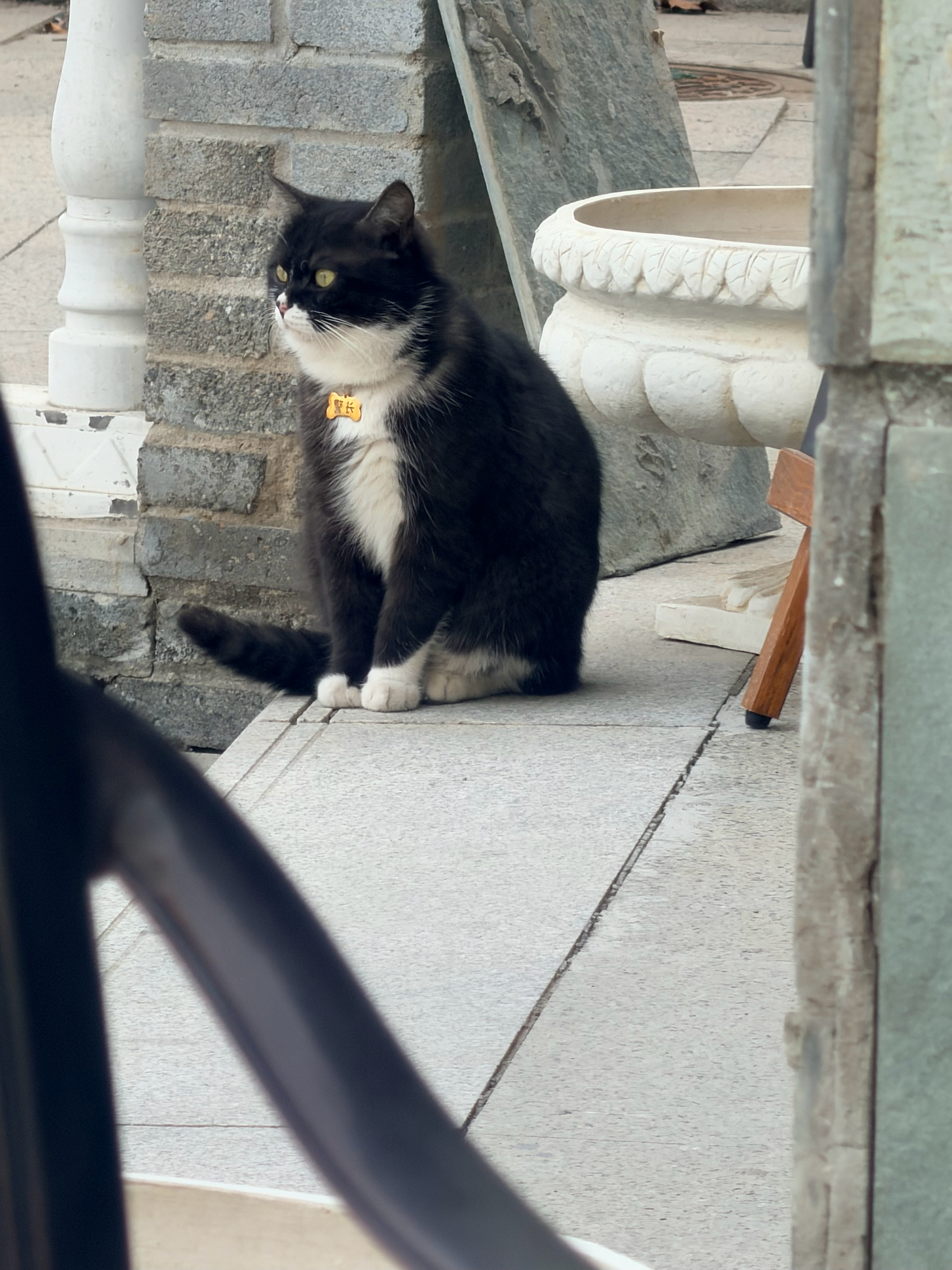 今儿周末，站在门口的猫猫