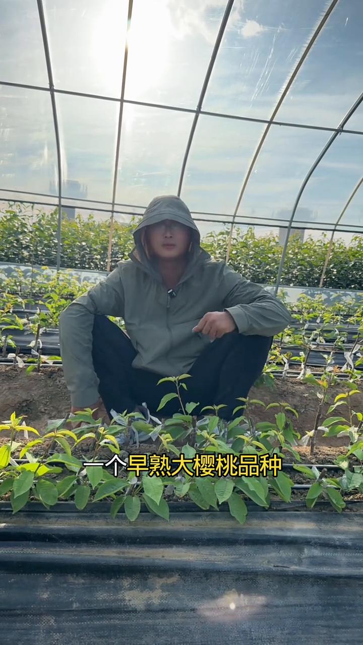 超越"齐早"大樱桃品种，4-8大樱桃苗通过叶片辨别真假。全网上都在说比齐早还要