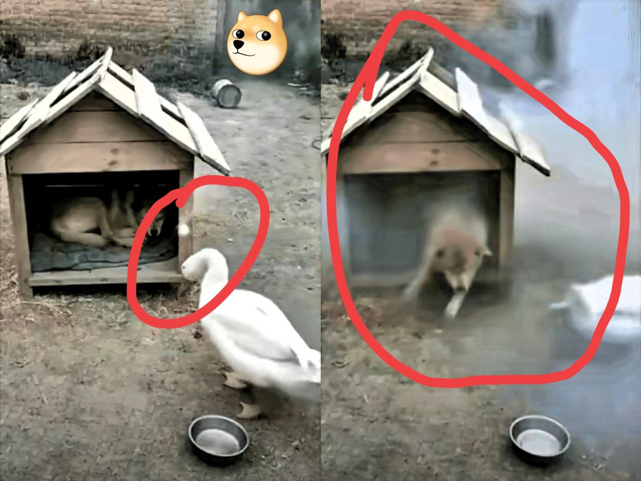 一位大哥家养了一只狗狗和几只大鹅,平时少不了鹅飞狗跳,狗狗和大鹅经常摩擦吵架,可